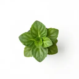 Wax begonia