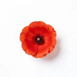 Western poppy