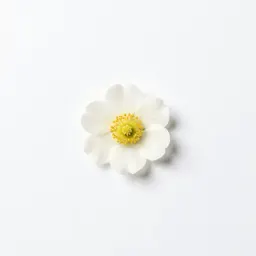 White campion