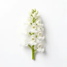 White fringed orchis