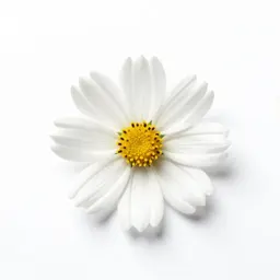 White prairie aster