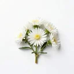 White-topped aster