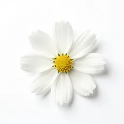 White wood aster
