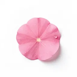 Wild pink