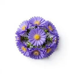 Willow aster