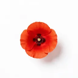Wind poppy