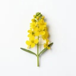 Wingstem