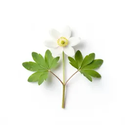 Wood anemone