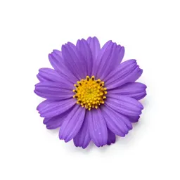 Wood aster