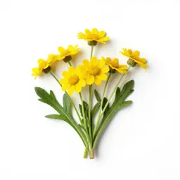 Yellow chamomile