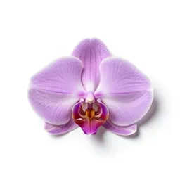 Zebra orchid
