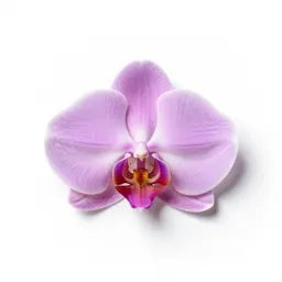 Aerides