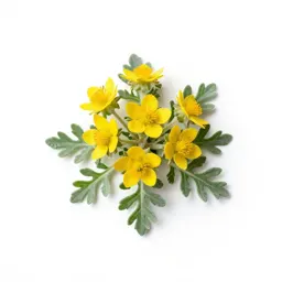 Ammobium
