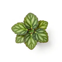 Angel-wing begonia