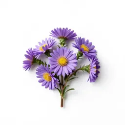Annual salt-marsh aster