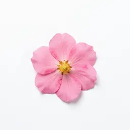 Apetalous flower