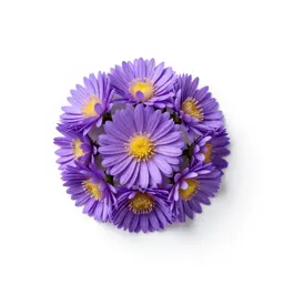Aromatic aster