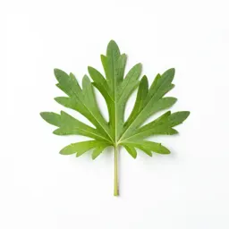Arrow leaved aster