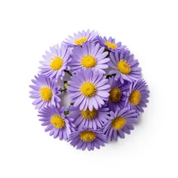 Aster