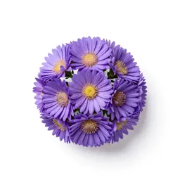Azure aster