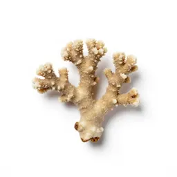 Early coral root