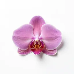 Epidendron