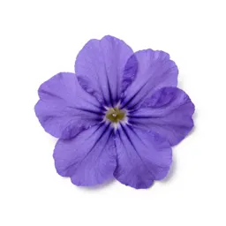 Immortelle