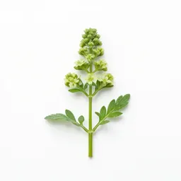 Inflorescence