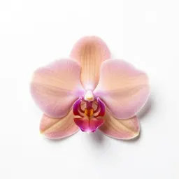 Odontoglossum
