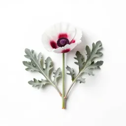 Opium poppy