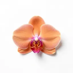Orange-blossom orchid