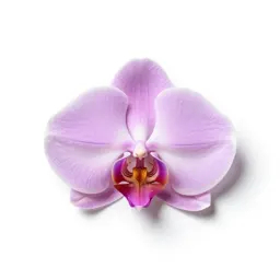 Orchid