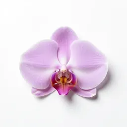 Orchis