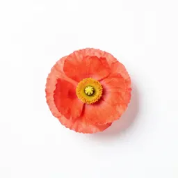 Oriental poppy