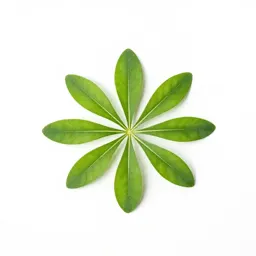 Umbrellawort