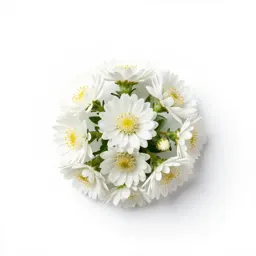 Upland white aster
