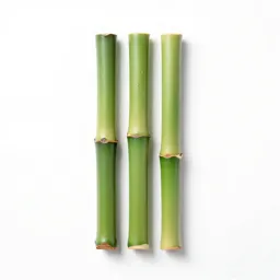 Bamboo