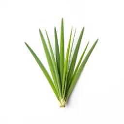 Bear grass