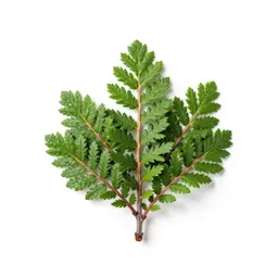 Bearberry