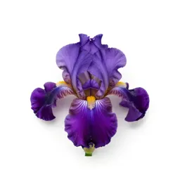 Bearded iris