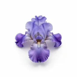 Beardless iris