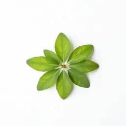 Beggarweed