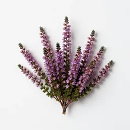 Bell heather
