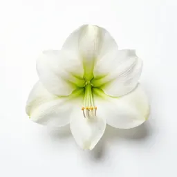 Belladonna lily