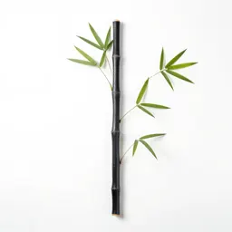 Black bamboo