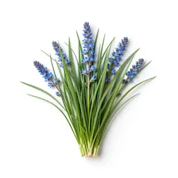 Blue-eyed grass