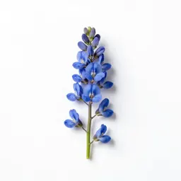 Blue false indigo