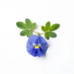 Blue pea