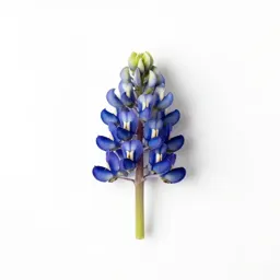 Bluebonnet