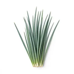 Bluestem